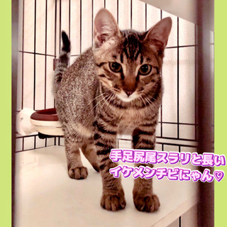 沢山のお問い合わせありがとうございました。キジ虎日々お勉強進化中！ちゅーる大好き♡つばめ君 - 猫