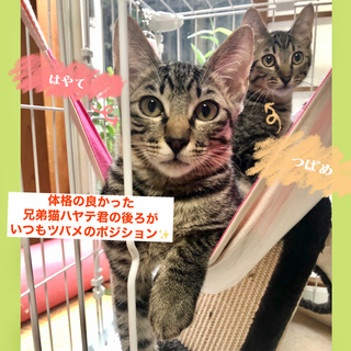 沢山のお問い合わせありがとうございました。キジ虎日々お勉強進化中！ちゅーる大好き♡つばめ君 − 千葉県