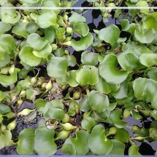水草 ホテイアオイ