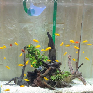 熱帯魚 ②シクリッド 内容ご覧下さい