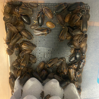 デュビア　色々サイズ