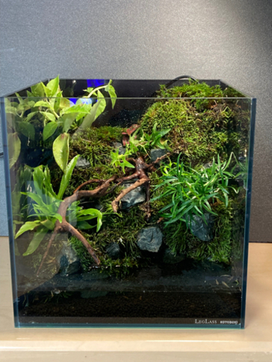 ☆杜のメダカ☆★カエル・メダカ飼育にオススメ！！コケリウム・テラリウム完成品★