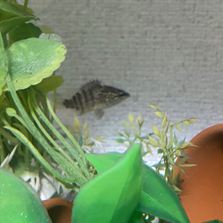 オヤニラミ
