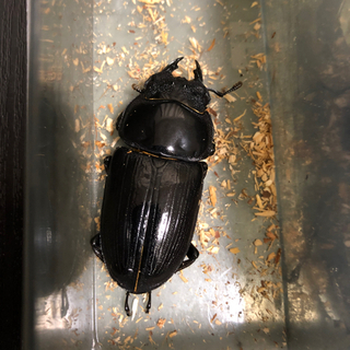 能勢YG オオクワガタ　81.1×48.9の画像