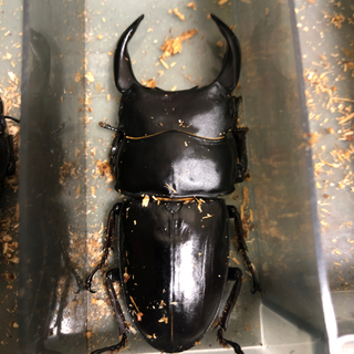 能勢YG オオクワガタ　81.1×48.9の画像