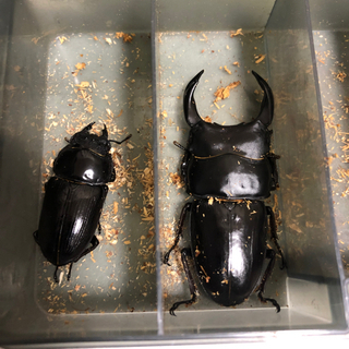 能勢YG オオクワガタ　81.1×48.9