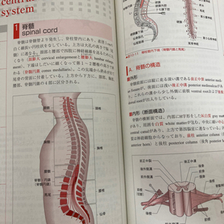 新クイックマスター　解剖生理学　改訂2版　竹内修二　医学芸術社の画像