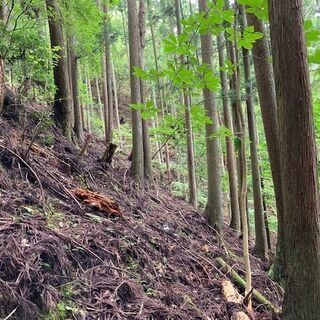 山林物件072　兵庫県丹波篠山市立金