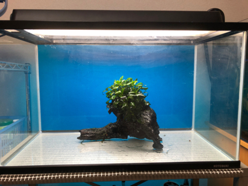 アヌビアスナナ活着流木