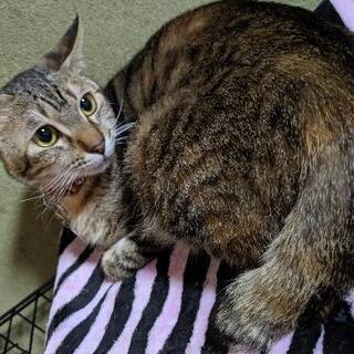 🐱ゆずちゃん♥︎︎家族募集中🐱