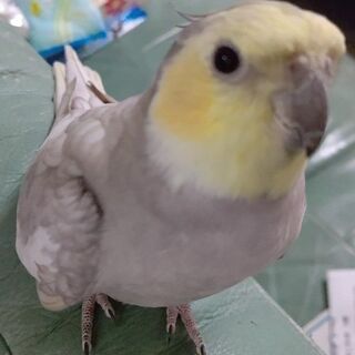 迷子インコ探しています。