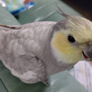 迷子インコ探しています。 - 明石市