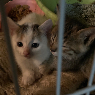 １か月半　仔猫の里親様募集