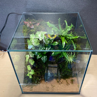 ☆杜のメダカ☆★イモリ・カエル・メダカ飼育にオススメ！！コケリウム・テラリウム完成品★の画像