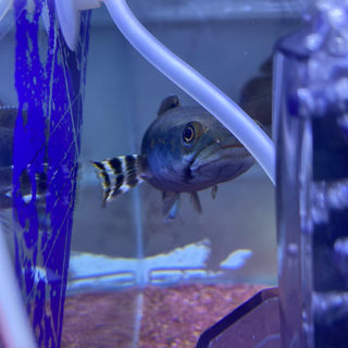 ※最終値下げ！　スネークヘッド　チャンナ・プルクラ（熱帯魚）