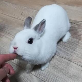 可愛い黒目の小さな白うさぎ - 東松山市