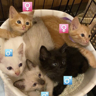 色とりどり5兄弟