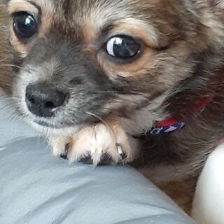 チワワです