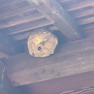 🐝蜂の巣駆除🐝 - 三重郡