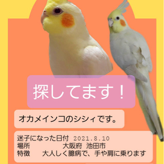 オカメインコ迷子