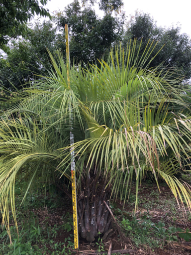 ココスヤシ　幹1m