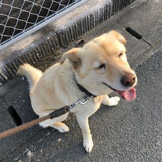 迷子犬　捜しています