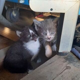 小屋に住み着いてる猫が産んだ子です