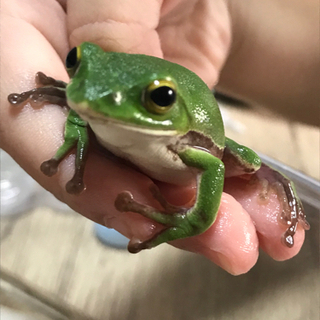 シュレーゲルアオガエル　生体