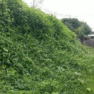 18日水曜日草刈りお願いします。