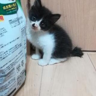 生後１ヶ月かわいいオス子猫、里親募集