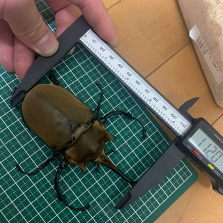 コスタリカ産　エレファスゾウカブト♀探しています