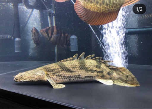 エンドリケリー　ショートボディ×2匹