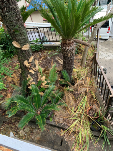 ソテツ　蘇轍　売ります