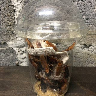 【受付停止中】現在50匹まで可能☆10匹100円〜【餌用】レッド...