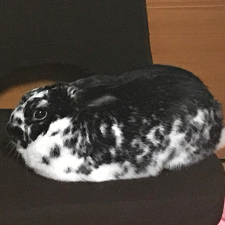 ウサ主さん、こんにちは🐰