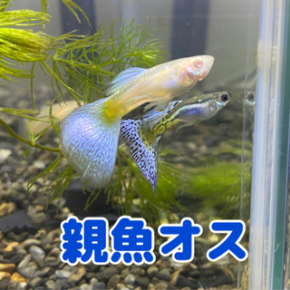 国産グッピー:ブルーグラス＋RREAブルーグラス