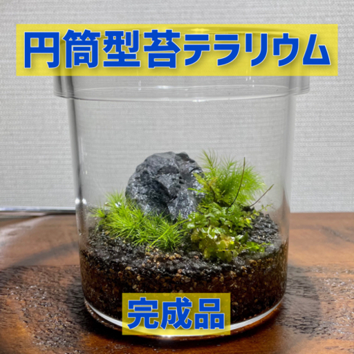 【円筒型　苔テラリウム完成品】※手渡しのみ