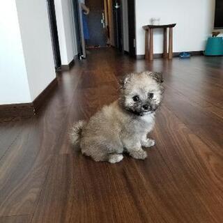 生後３ヶ月の子犬（マルチーズ×パピヨン）