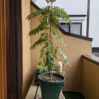カレーリーフ