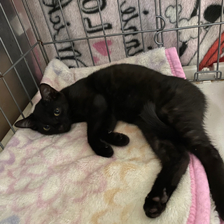 かわいい黒猫子猫女の子里親さん急募です。