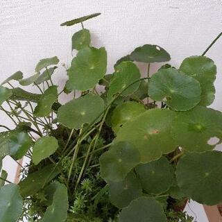 寄せ植え