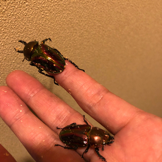 いろいろカブクワ