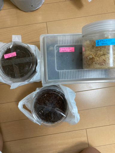 ☆受け渡し終了　キャンセルしたので出品します。(カブトムシ　クワガタ)