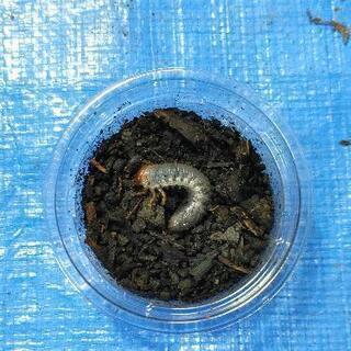 カブトムシ　幼虫　5匹　プラスチックケース・幼虫用マット付き