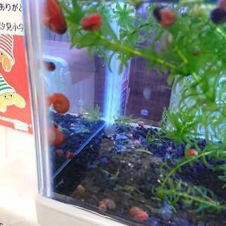 レッドラムズホーン差し上げます！の画像