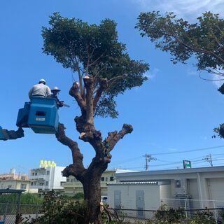 日払い可能！日当１５０００円！木の伐採のための高所作業車オペレーター業務！の画像