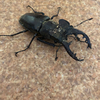 ミヤマクワガタの画像