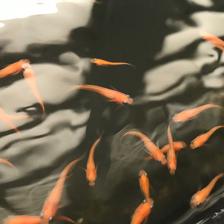紅帝メダカ④
