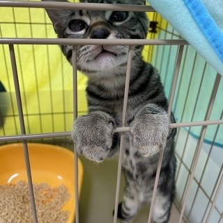 アメショ風♂⭐️4ヶ月