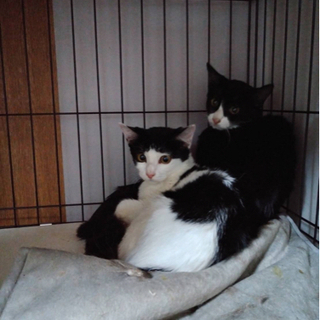 子猫3ヶ月